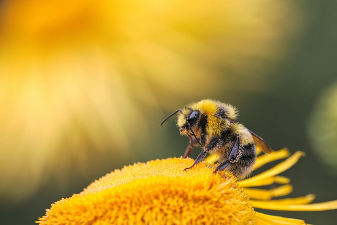 A honey bee landing on a flower.